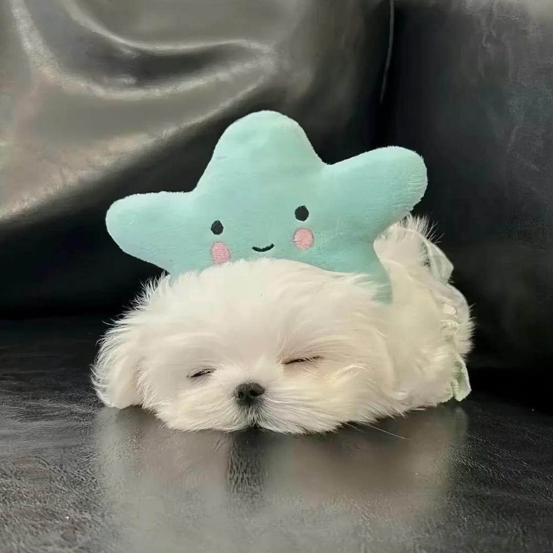 Sleep了亿宛