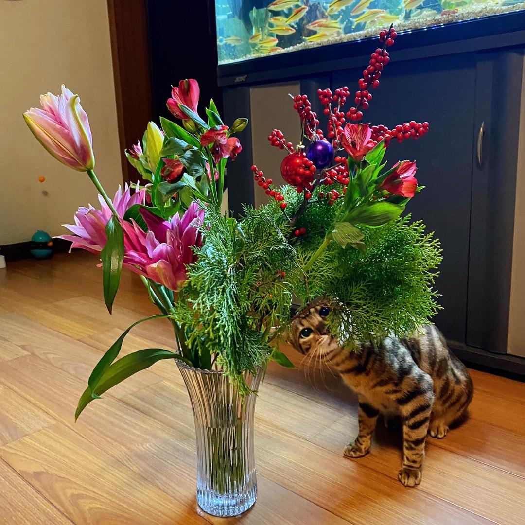 荣～灵动的小豹猫