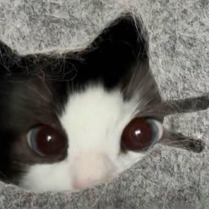 小N