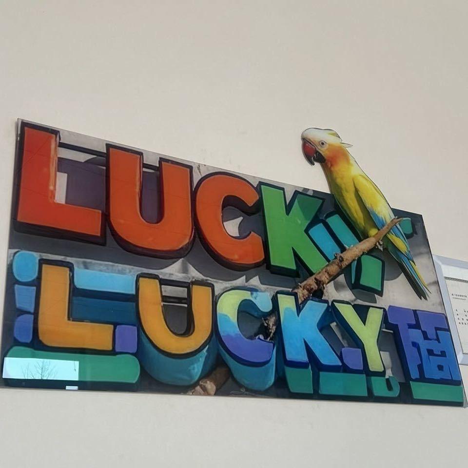 LUCKY 手养鹦鹉