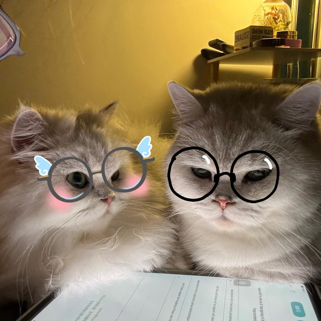 液体小猫