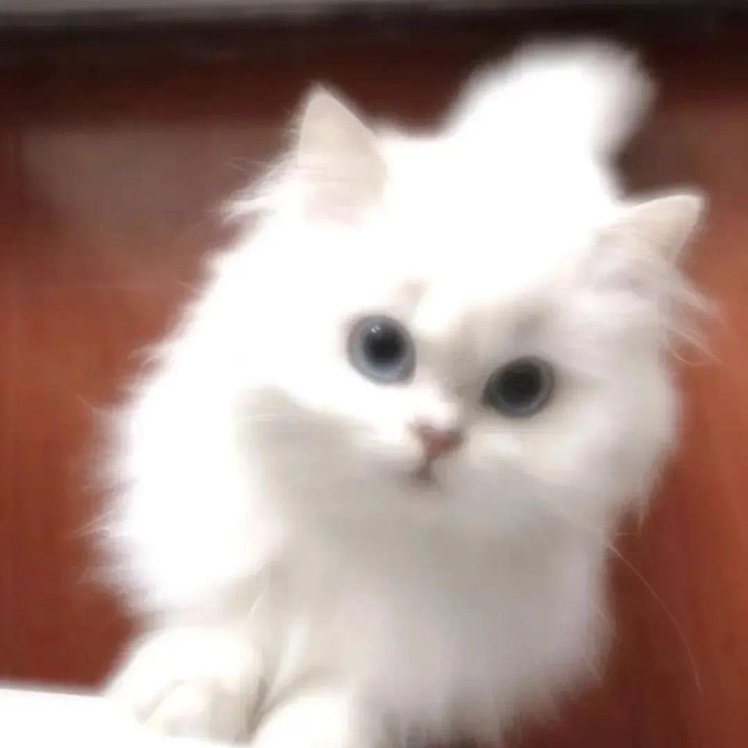 小九ᥫᩣ