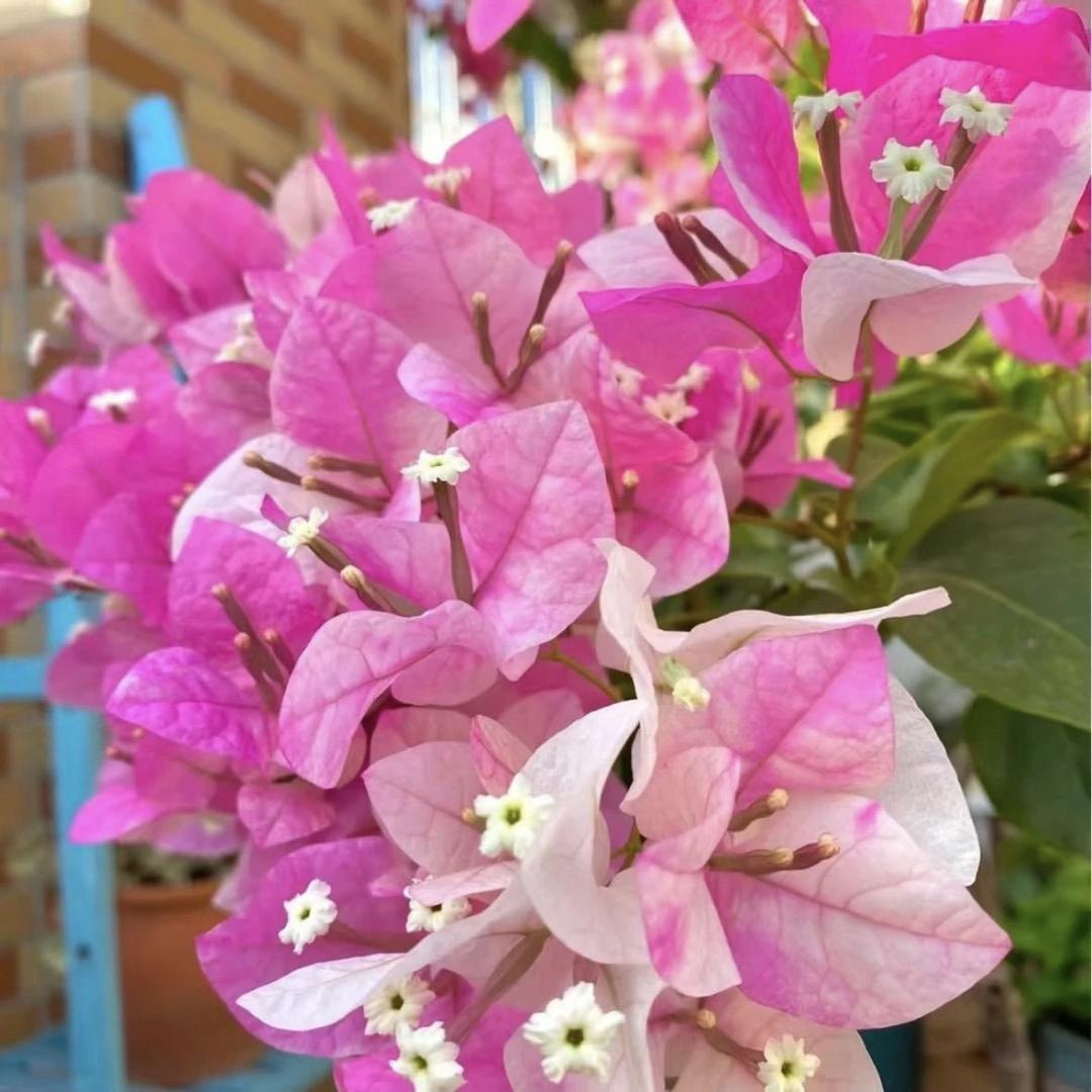 花璟 爱你一生