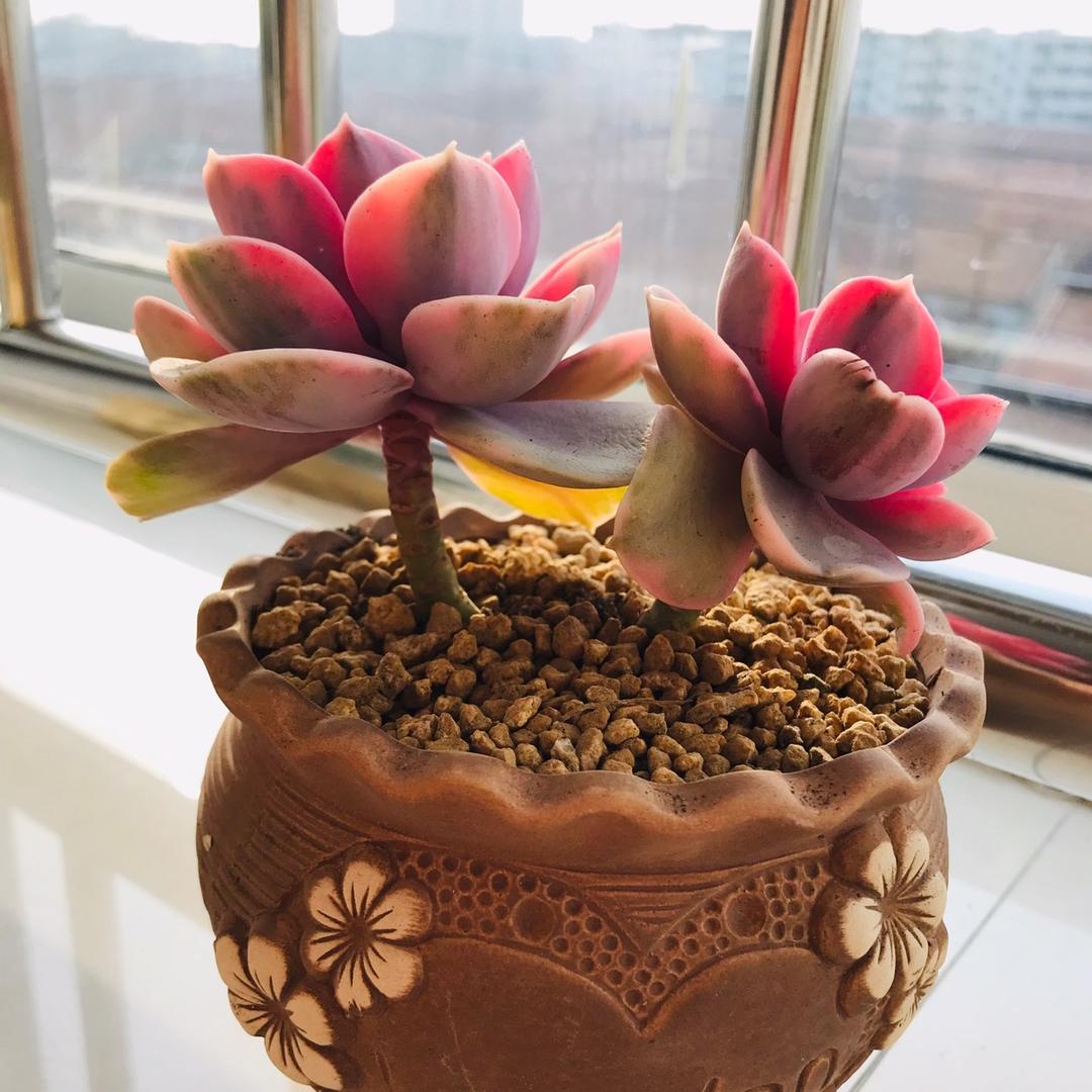 微鱼