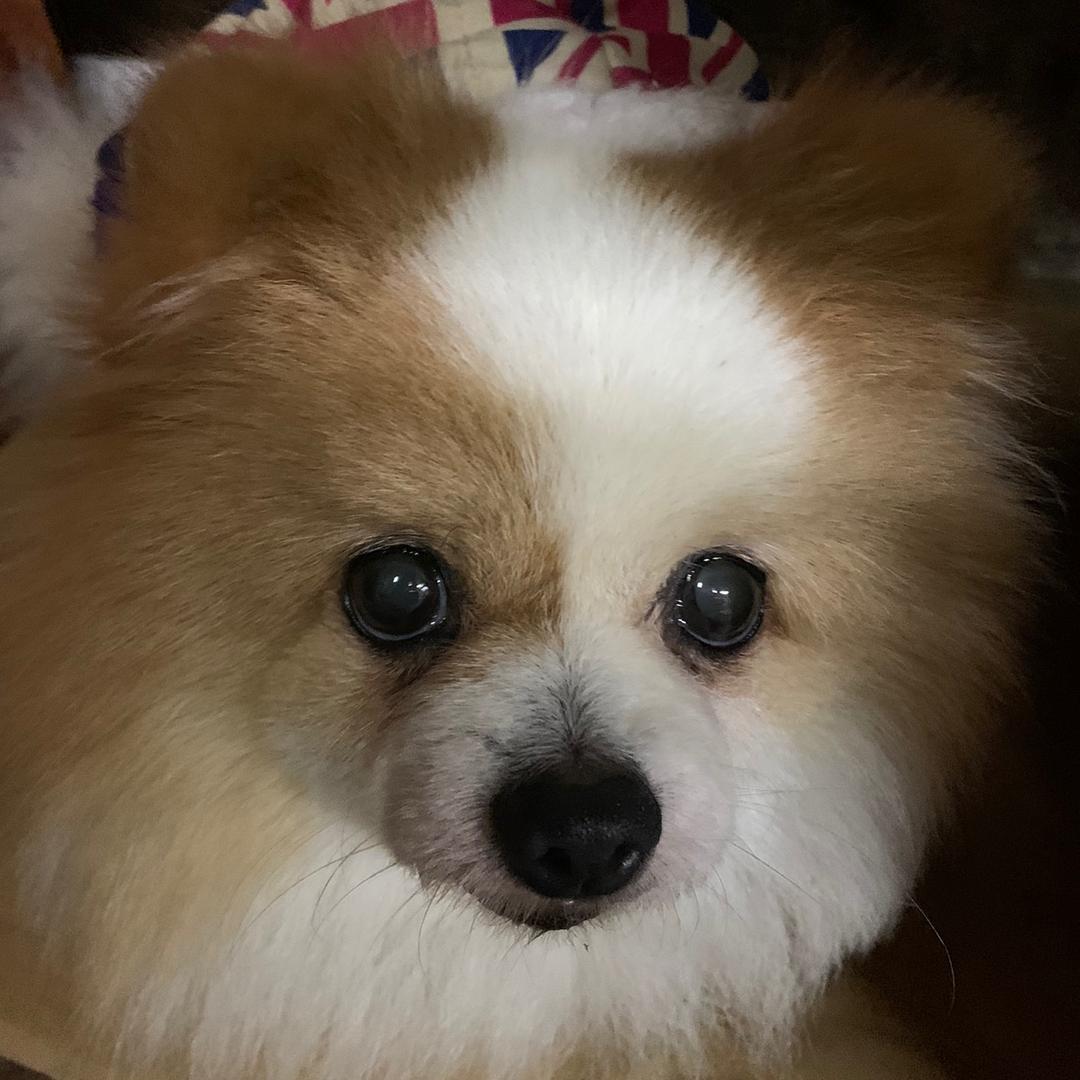 美洋洋