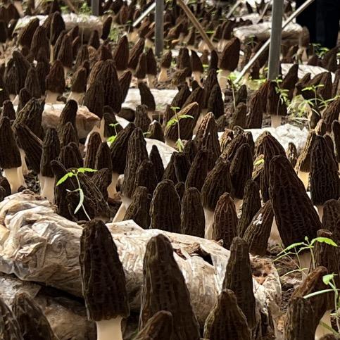 金太阳羊肚菌技术指导团队