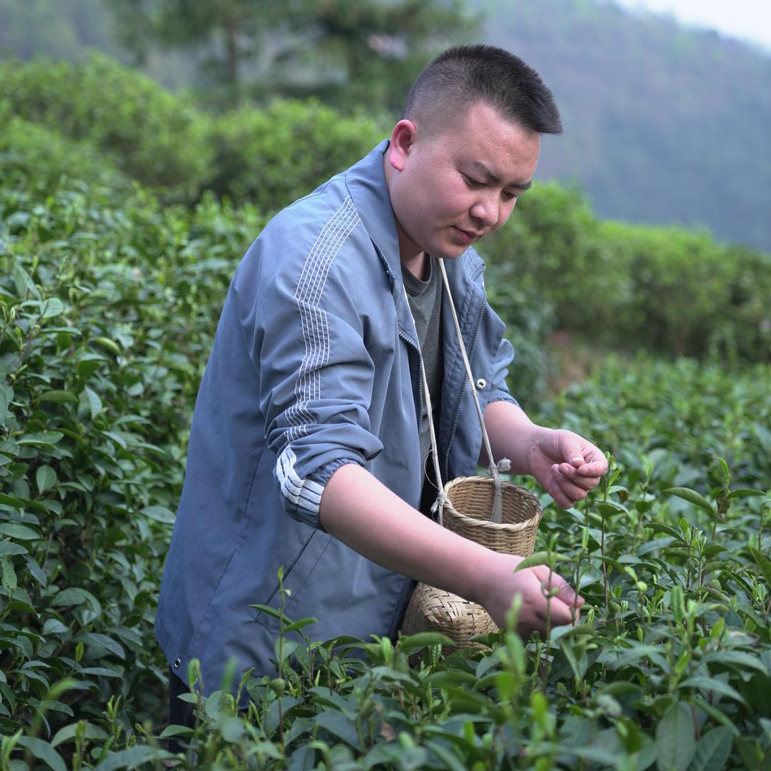 昌恒爱喝茶