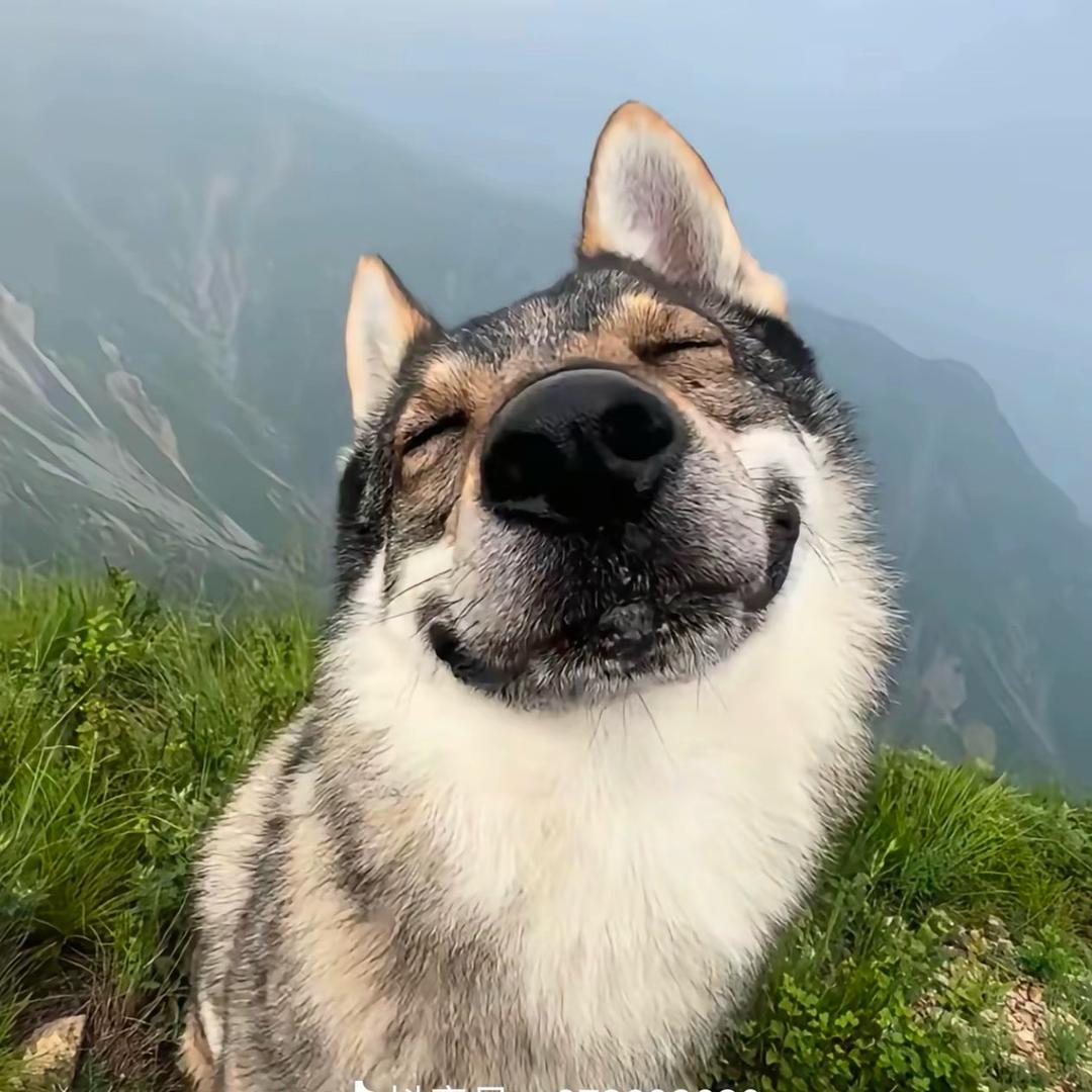 陈11