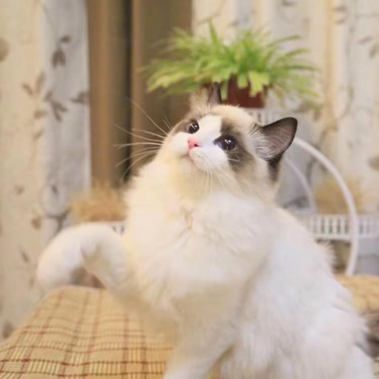 猫宠生活