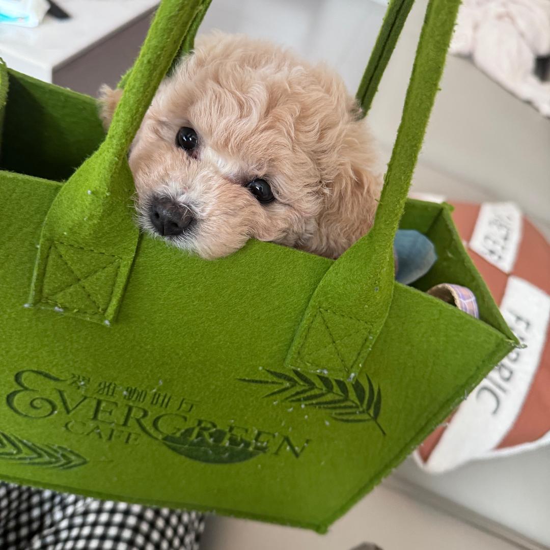 波妞🧸