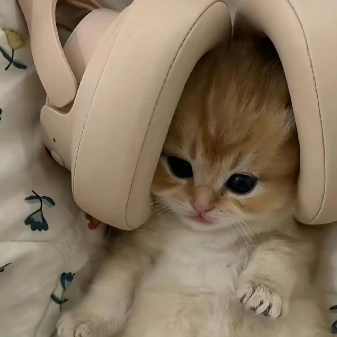Kitten