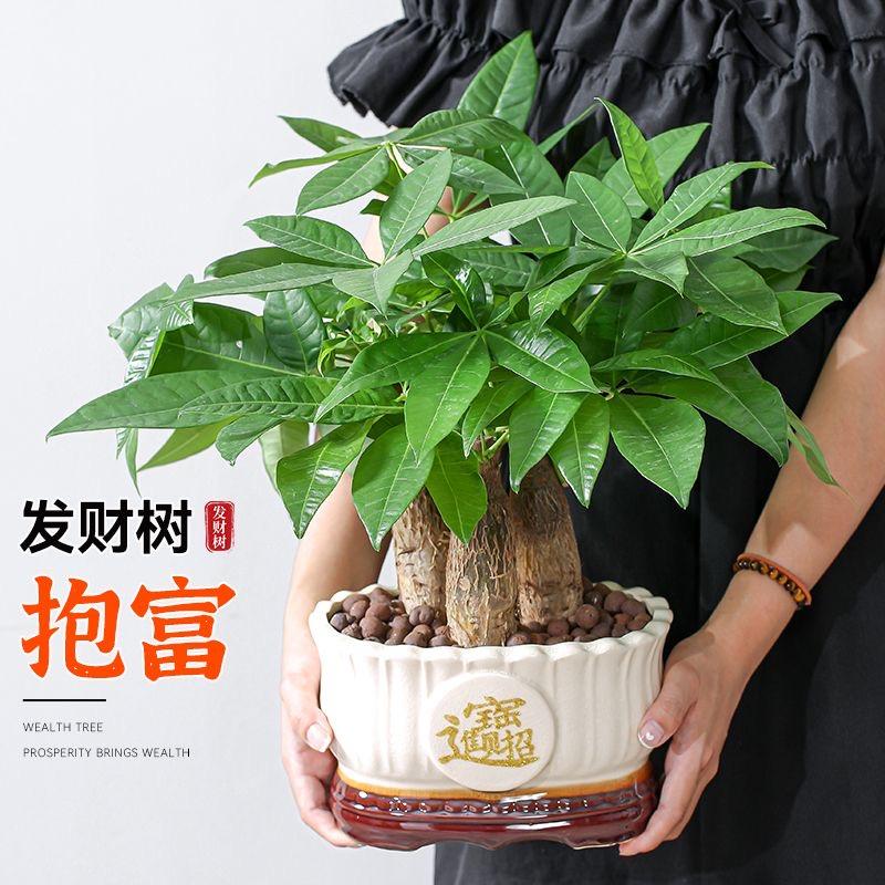 鸿运绿植
