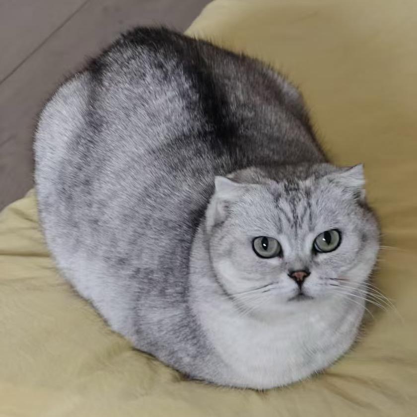 丫丫羊绒馆