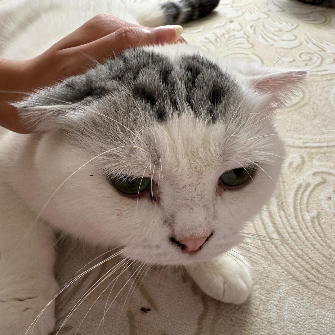 叶卡（芬芬🌸❄️