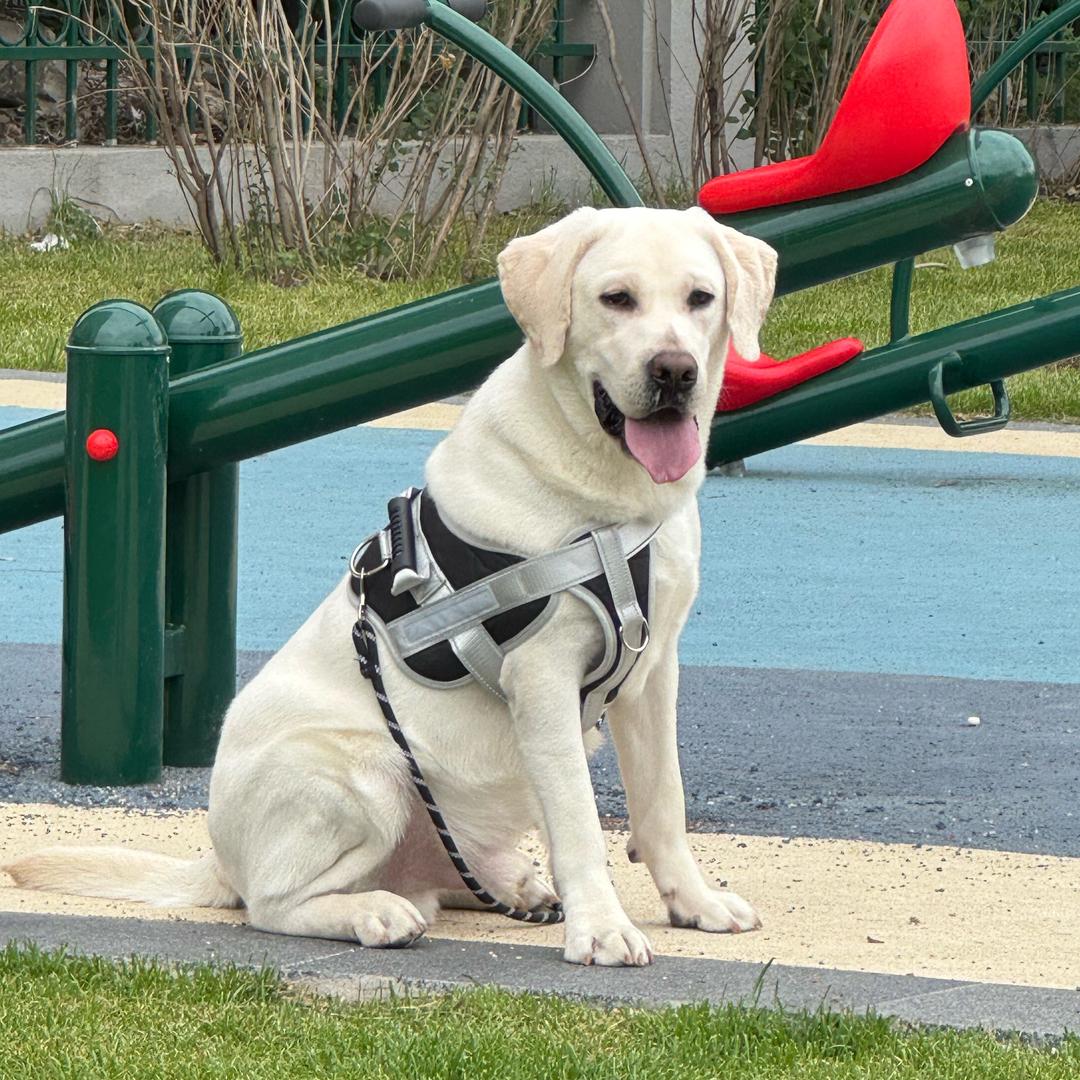 糖豆的日常生活