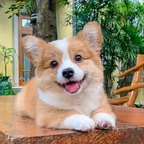 国家一级训犬师