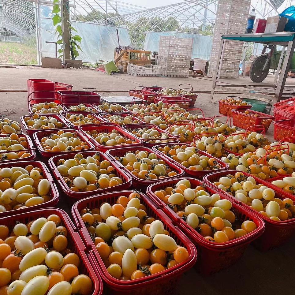 新德草莓园家庭农场