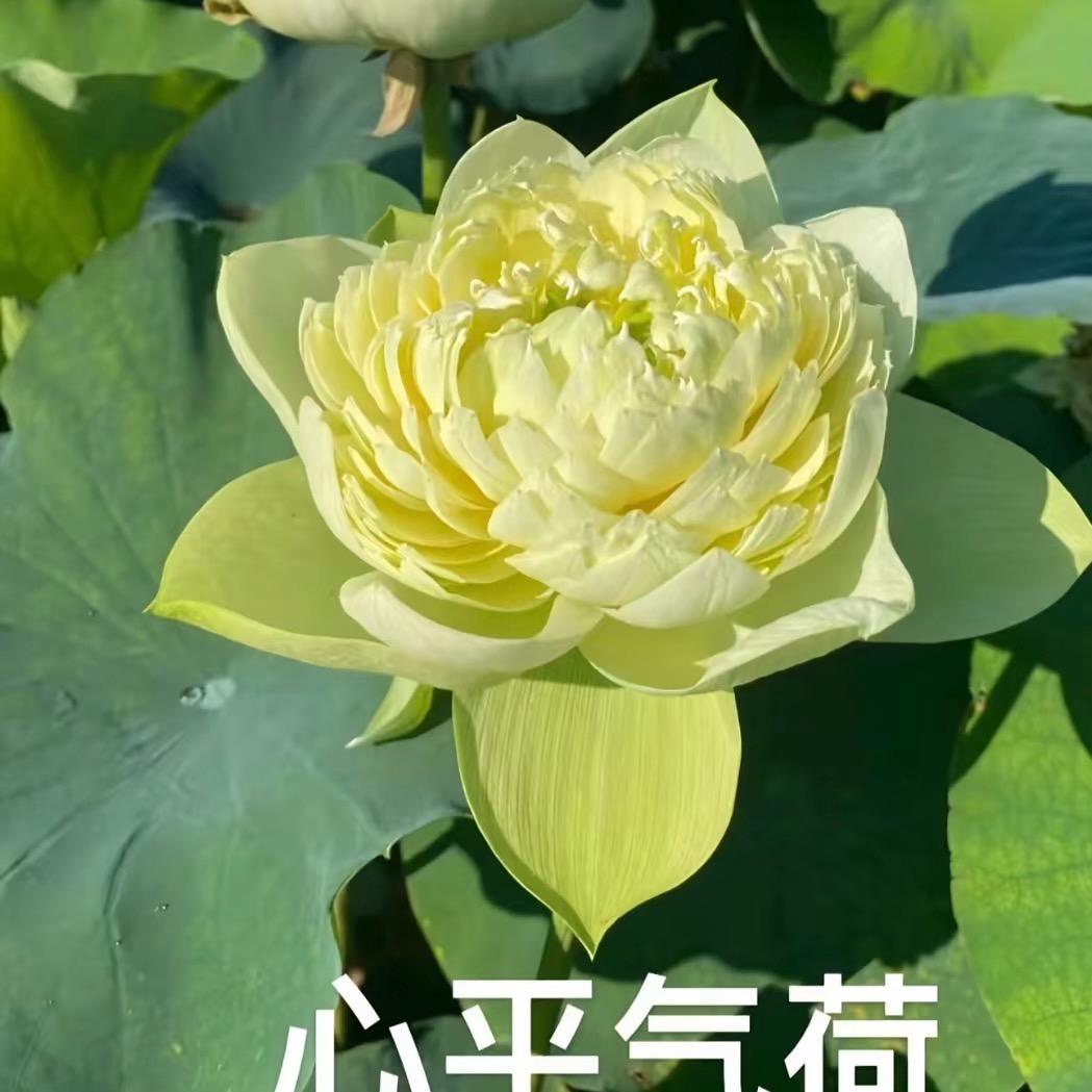 心平气何