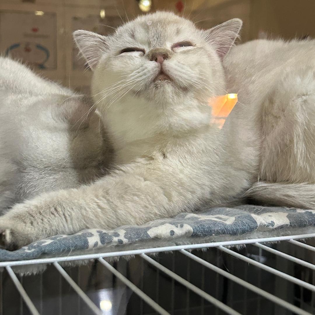 ow第一渣男（专精艾什）