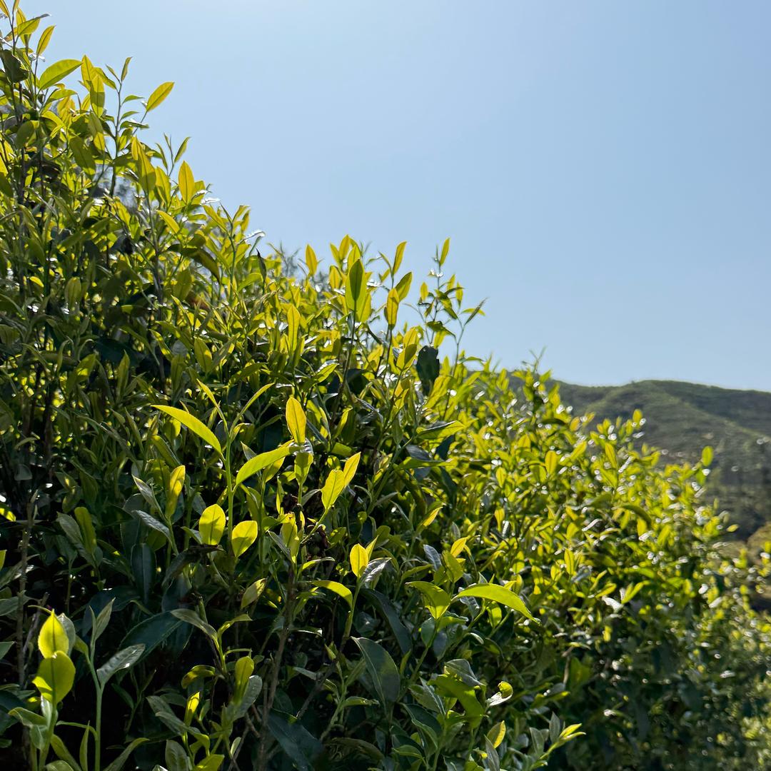 老板娘单丛茶