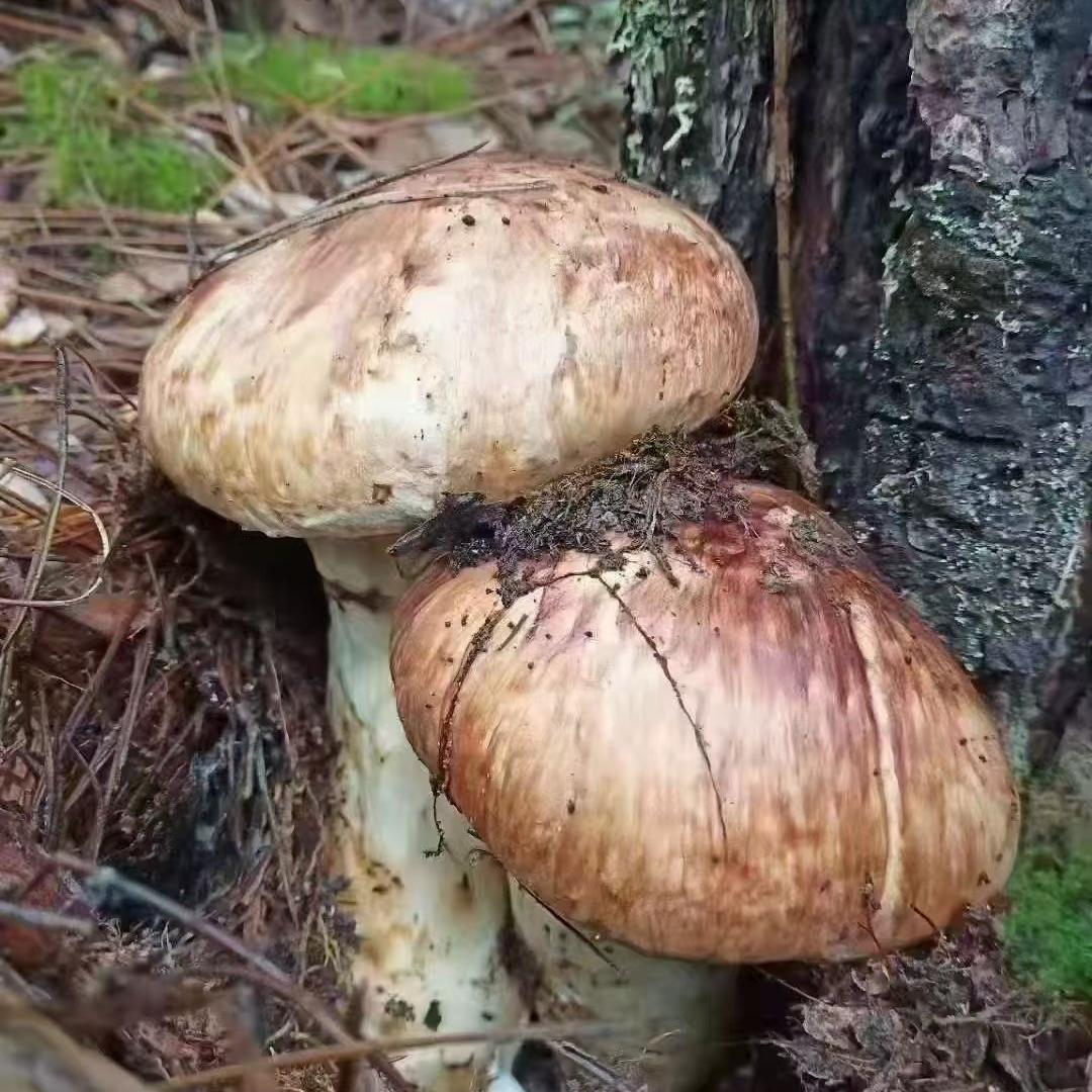 云南藏香丽菌业