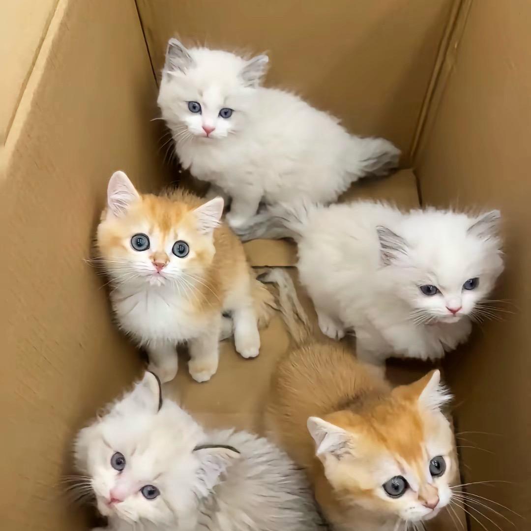 潞州区最大宠物商场