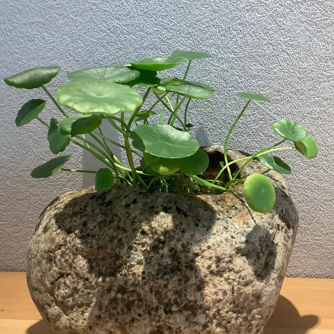 人间有清欢
