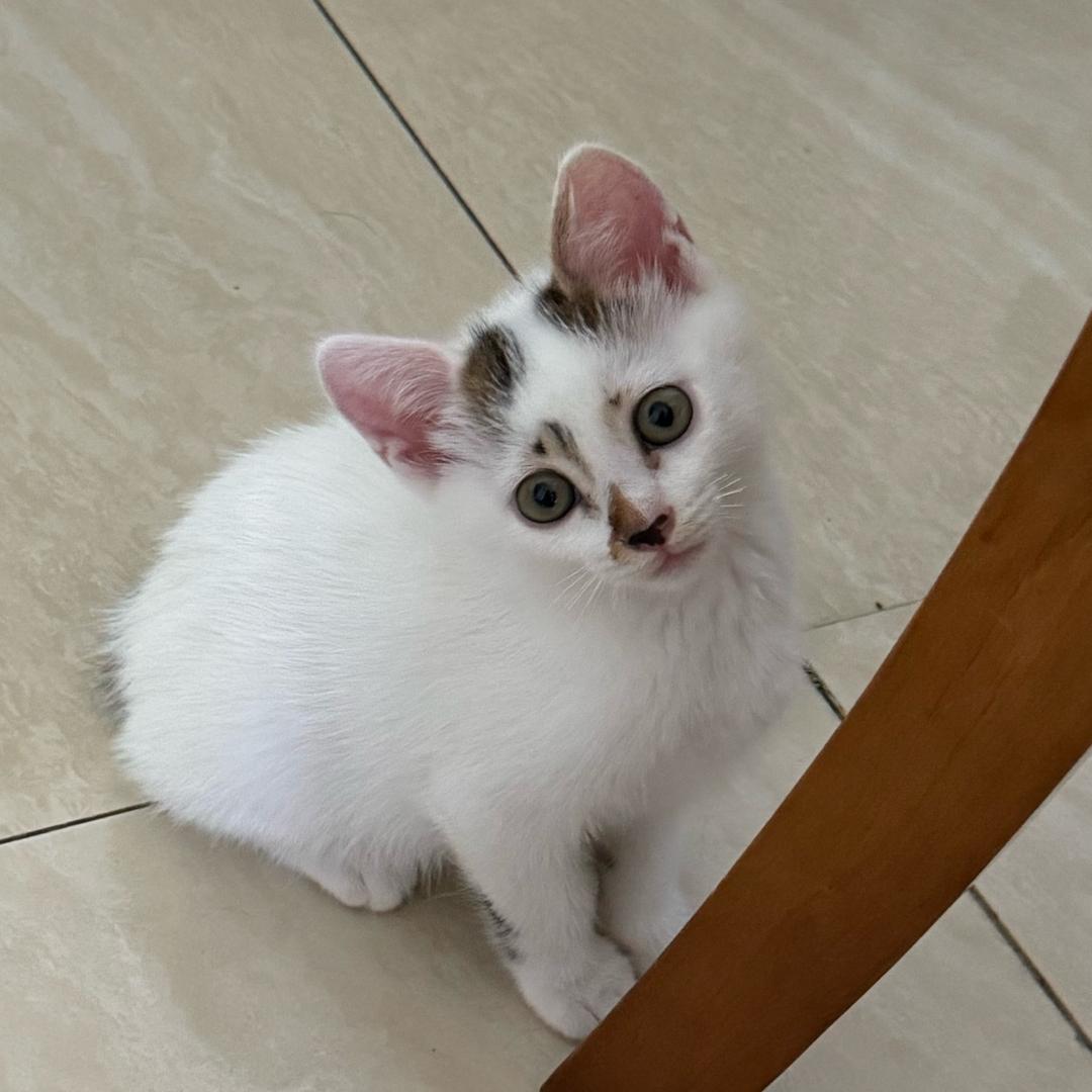 小猫🐱不吃草