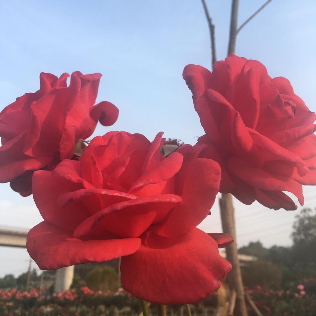 开心就是赢