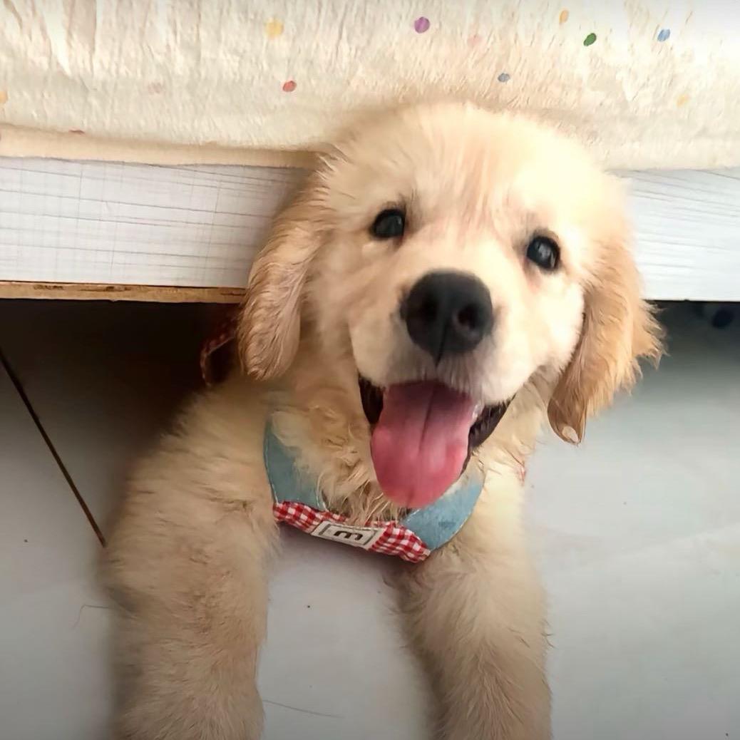 鹤昀义
