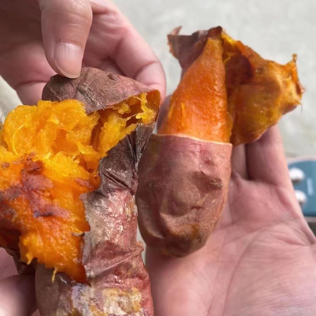 山东烟薯25号产地