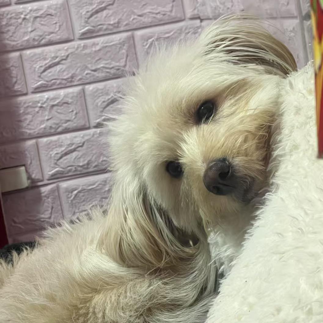 八路军独立团团长李云龙