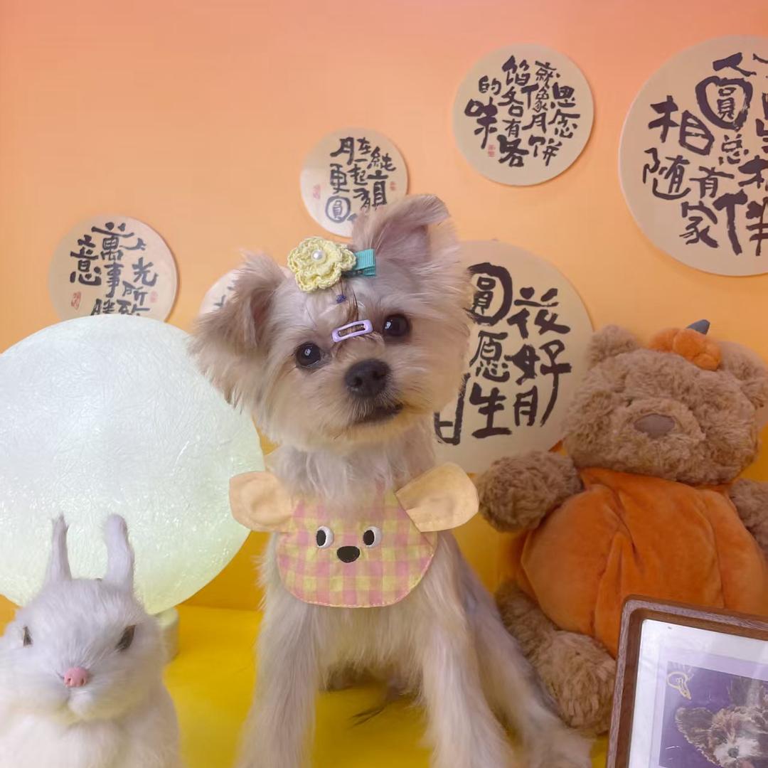 奶凶奶凶小叮当