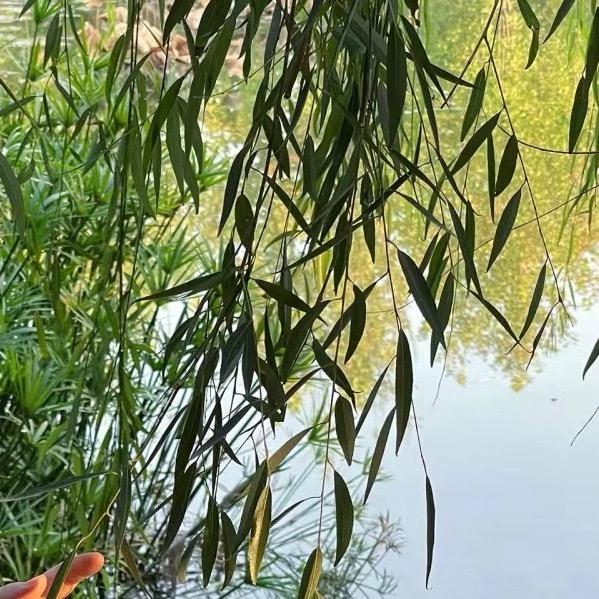 我是绿叶🍃