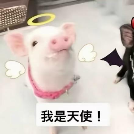 柚 子