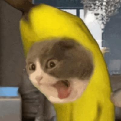 猫meme小剧情