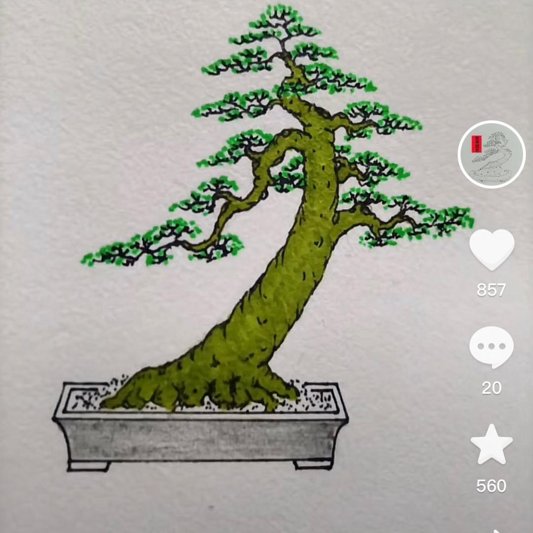 花公子三角梅老桩花卉