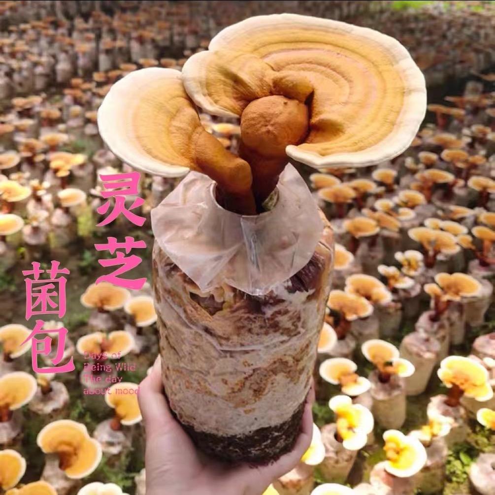 方艺灵芝盆景