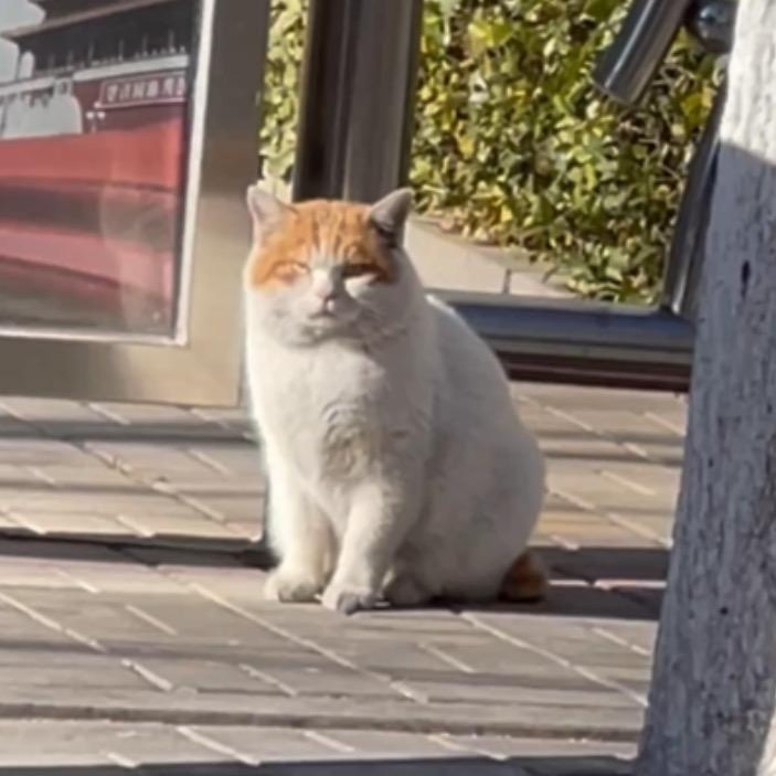 胖橘是只流浪猫