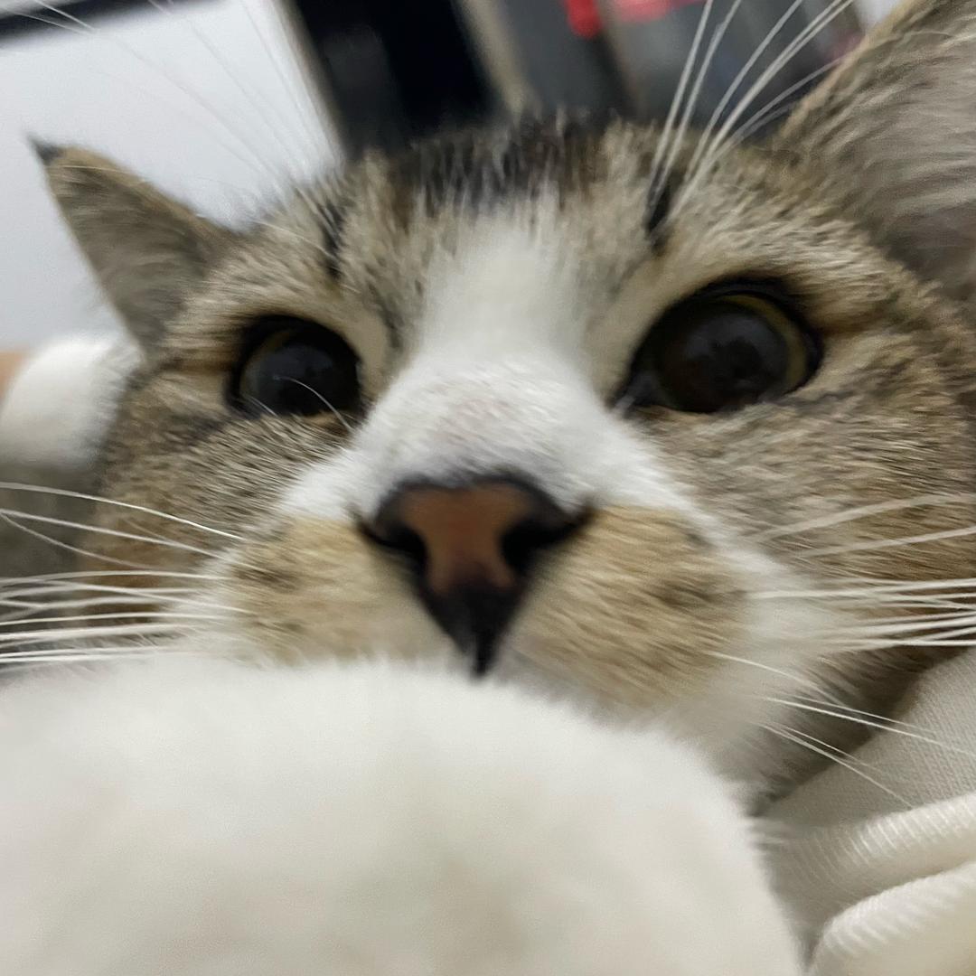 little