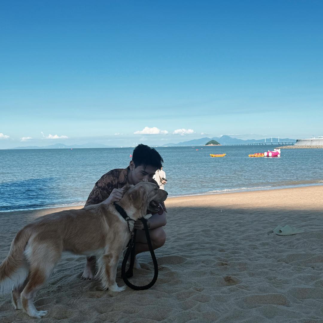 不会展背的大金毛