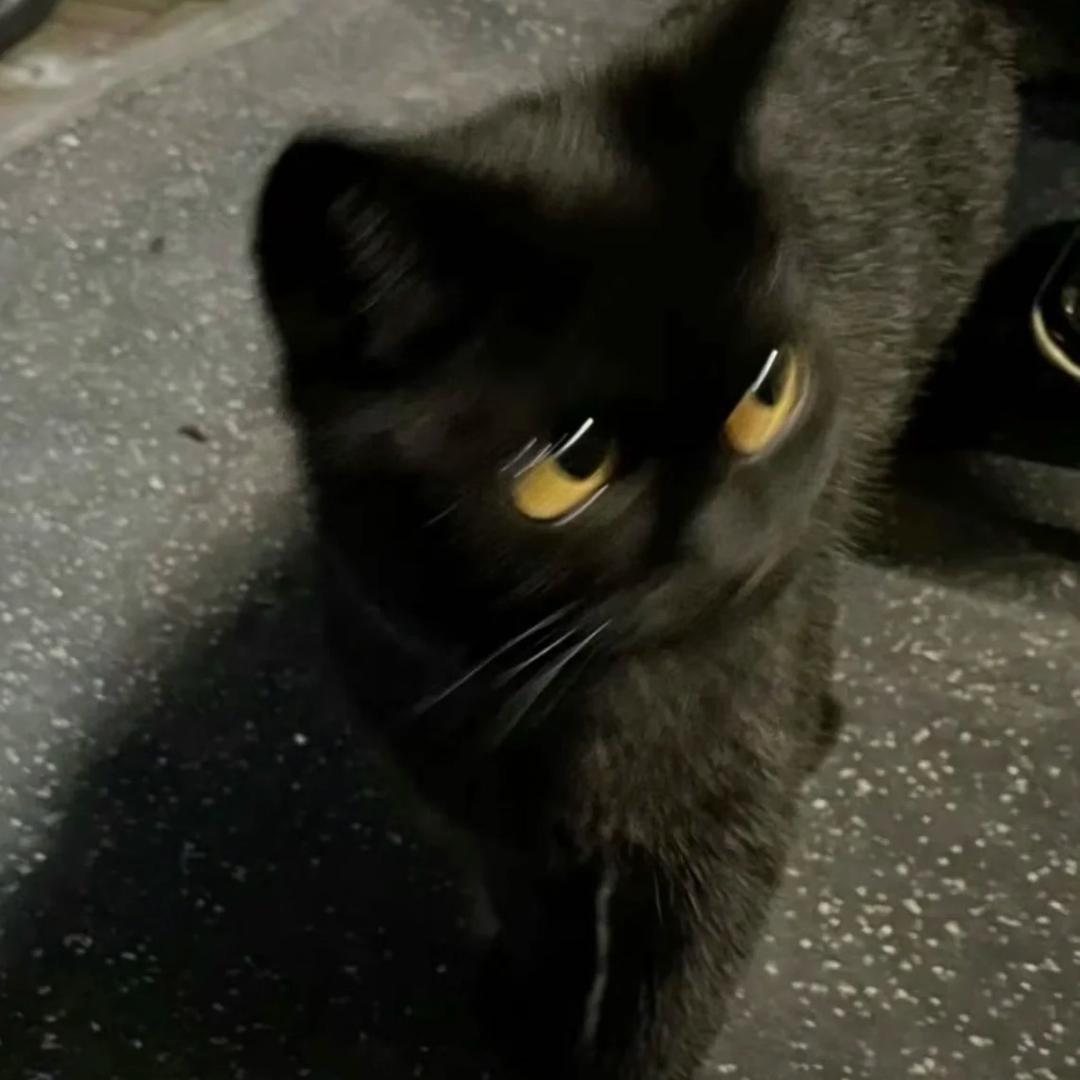 我再也不看片了