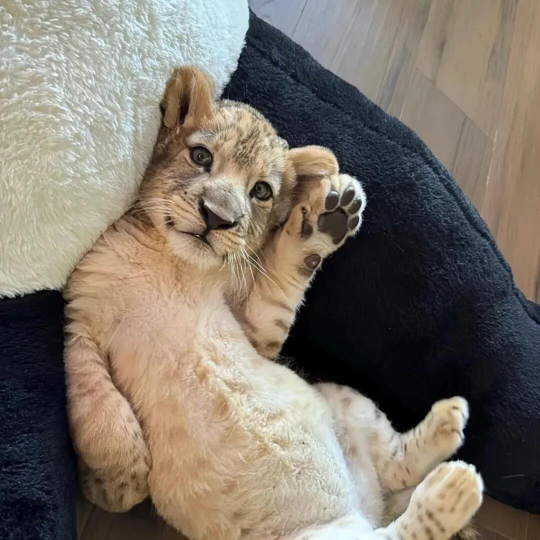 怕鱼的猫