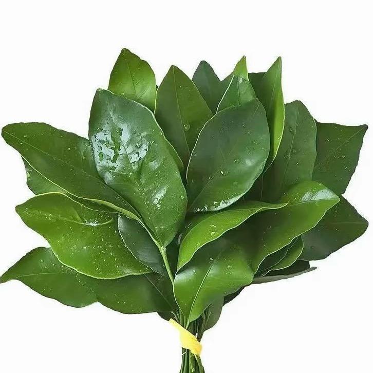 在在不吃苦瓜