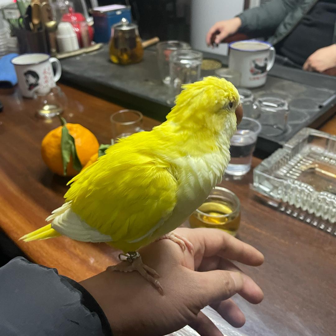 巴乔