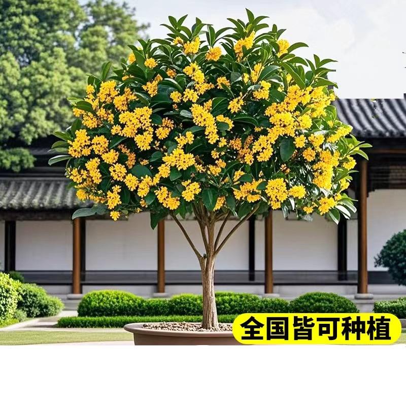 甜甜苗木园艺