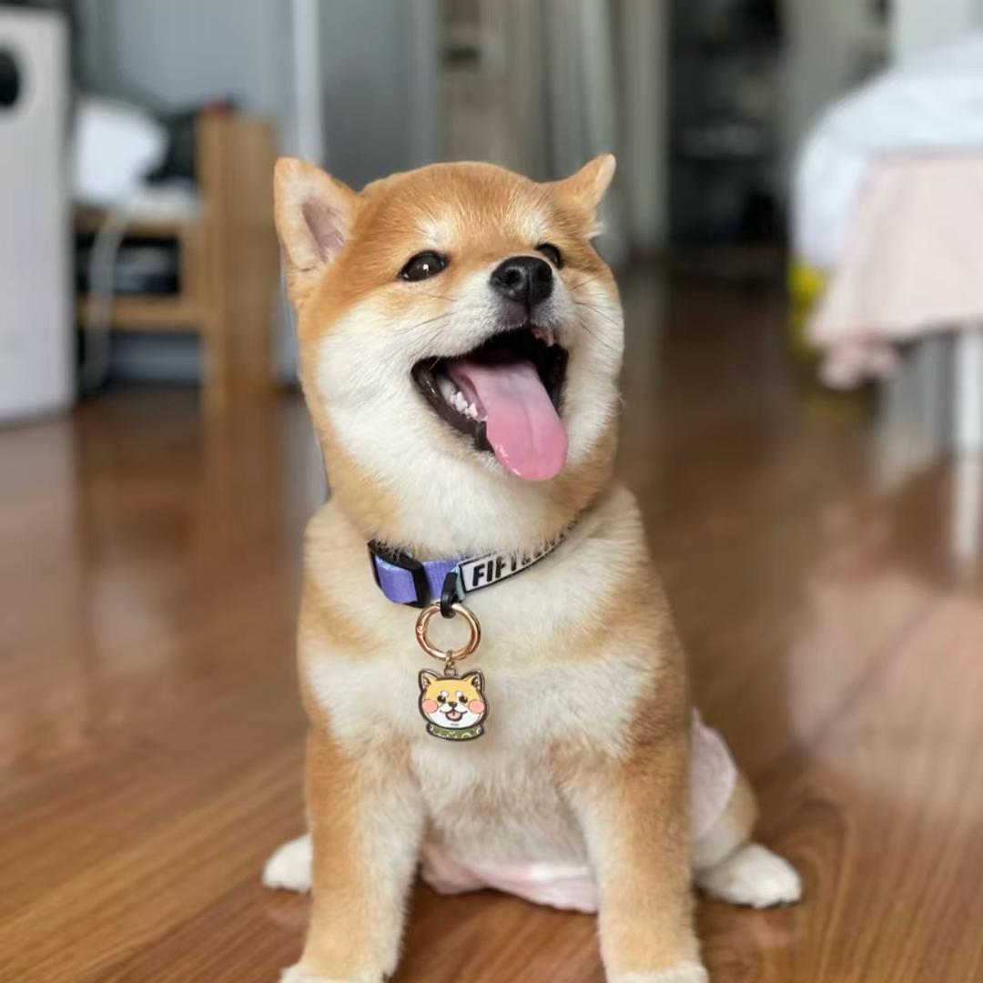 嘻伴柴犬