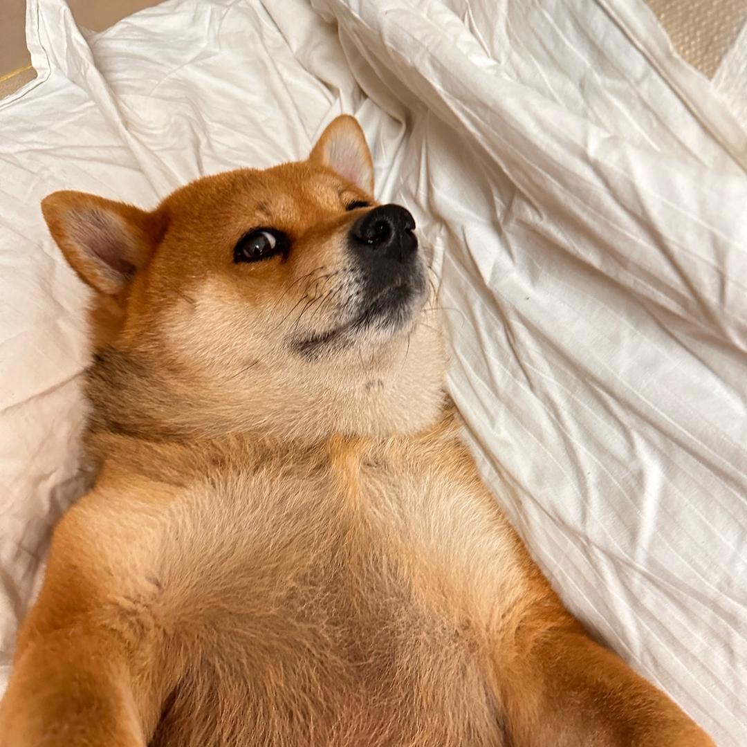 柴犬辛巴（减肥版）