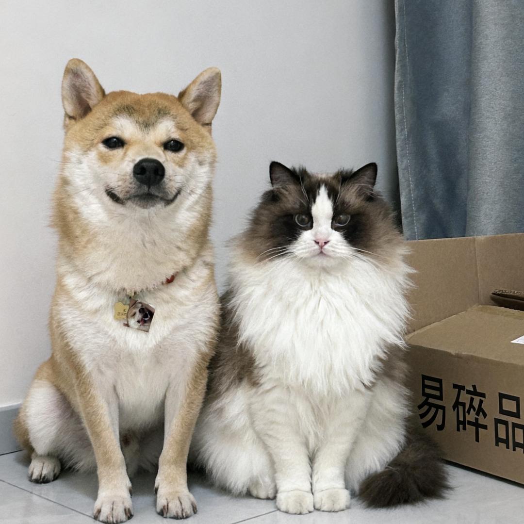 柴喵