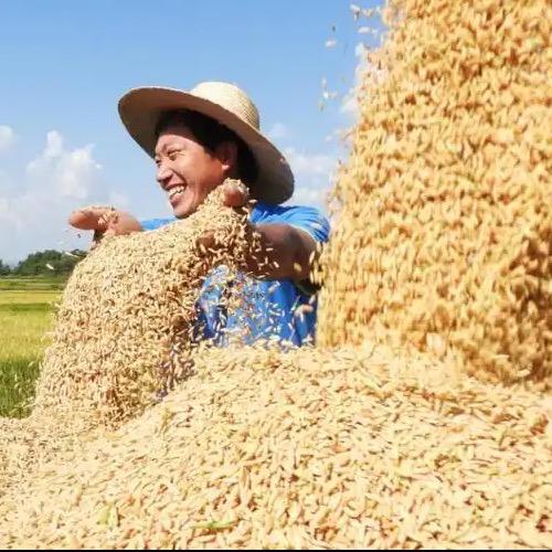 小蠡农长粒香米